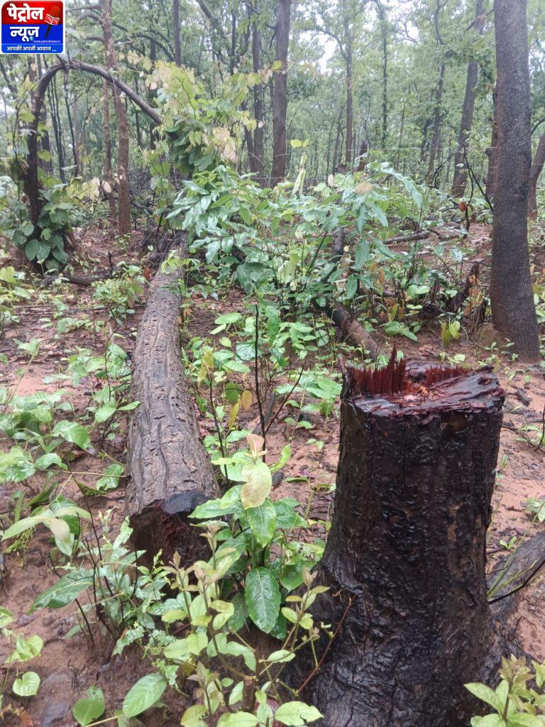 जिले में जंगलों की अंधाधुंध कटाई, वन सुरक्षा व्यवस्था सवालों के घेरे में