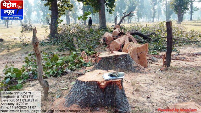 CG: ग्राम जोलगी में बिना अनुमति काटे गए साल वृक्ष जब्त