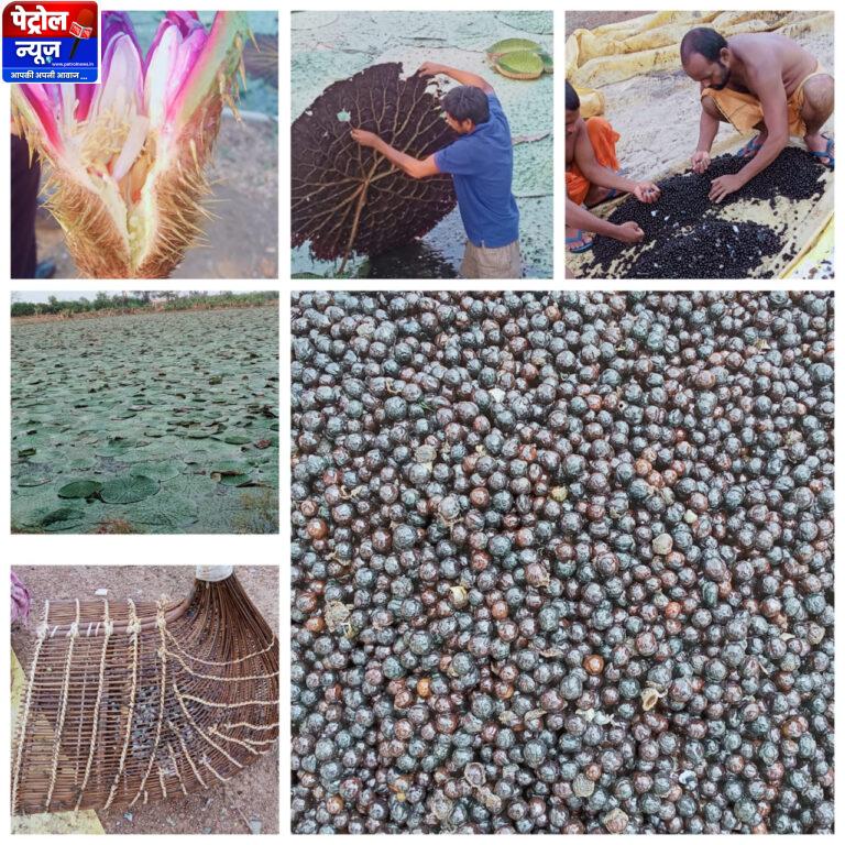 CG: स्पेशल स्टोरी : छत्तीसगढ़ में मखाना उत्पादन को प्रोत्साहन