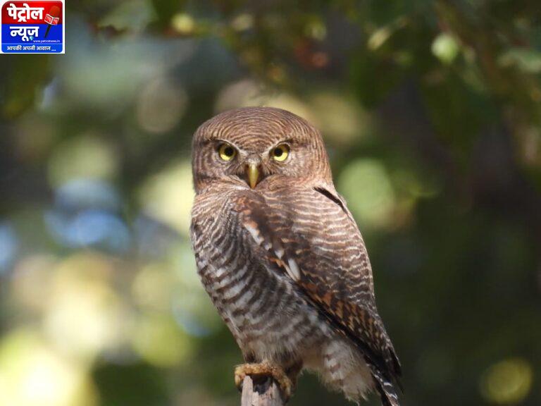 CG: बारनावापारा अभयाण्य में “बर्ड सर्वे 2026” का आयोजन