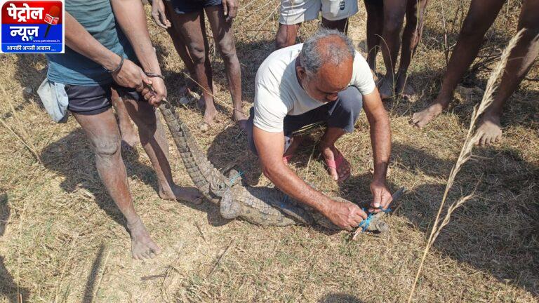 CG: मगरमच्छ का सुरक्षित रेस्क्यू, जंगल सफारी में मिला नया आश्रय