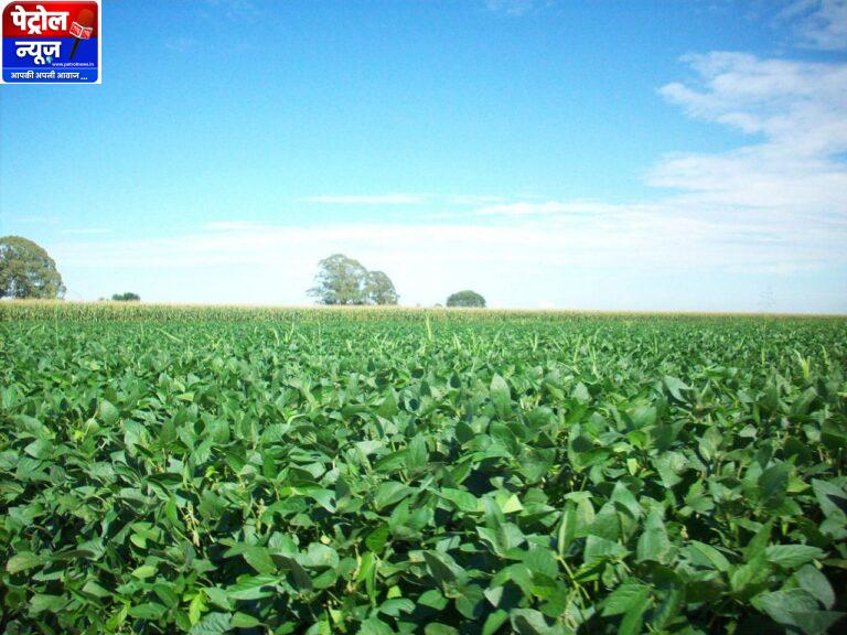 CG : यूरिया का प्रभावी विकल्प बन रही हरी खाद, जशपुर में 600 हेक्टेयर में प्रदर्शन