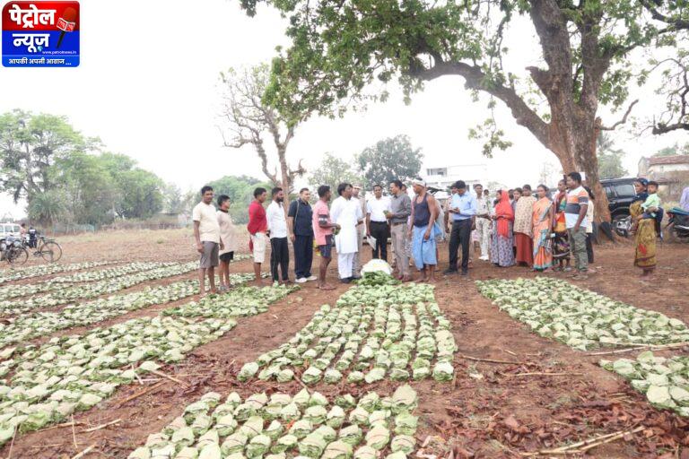 तेन्दूपत्ता संग्रहण में छत्तीसगढ़ ने बनाया नया रिकॉर्ड, अब तक 13.52 लाख मानक बोरा संग्रहित