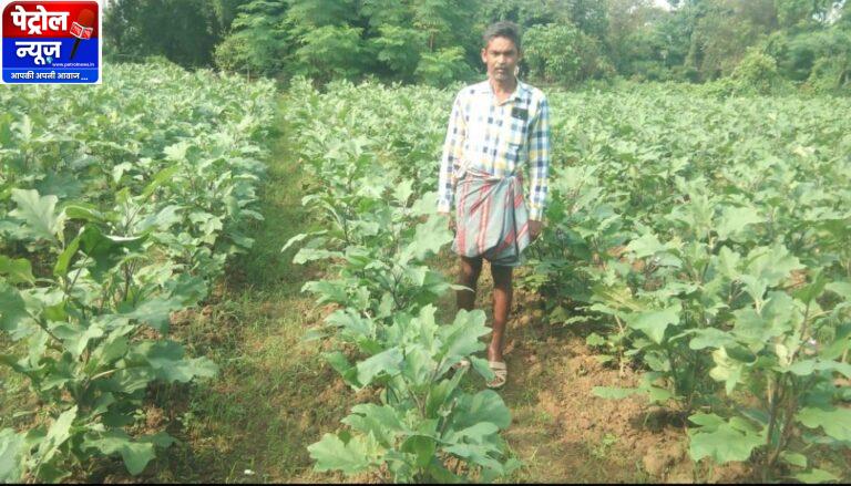 कृषि में नवाचार की मिसाल- ग्राफ्टेड बैगन की खेती से लाखों की आय अर्जित कर रहे कृषक नवीन