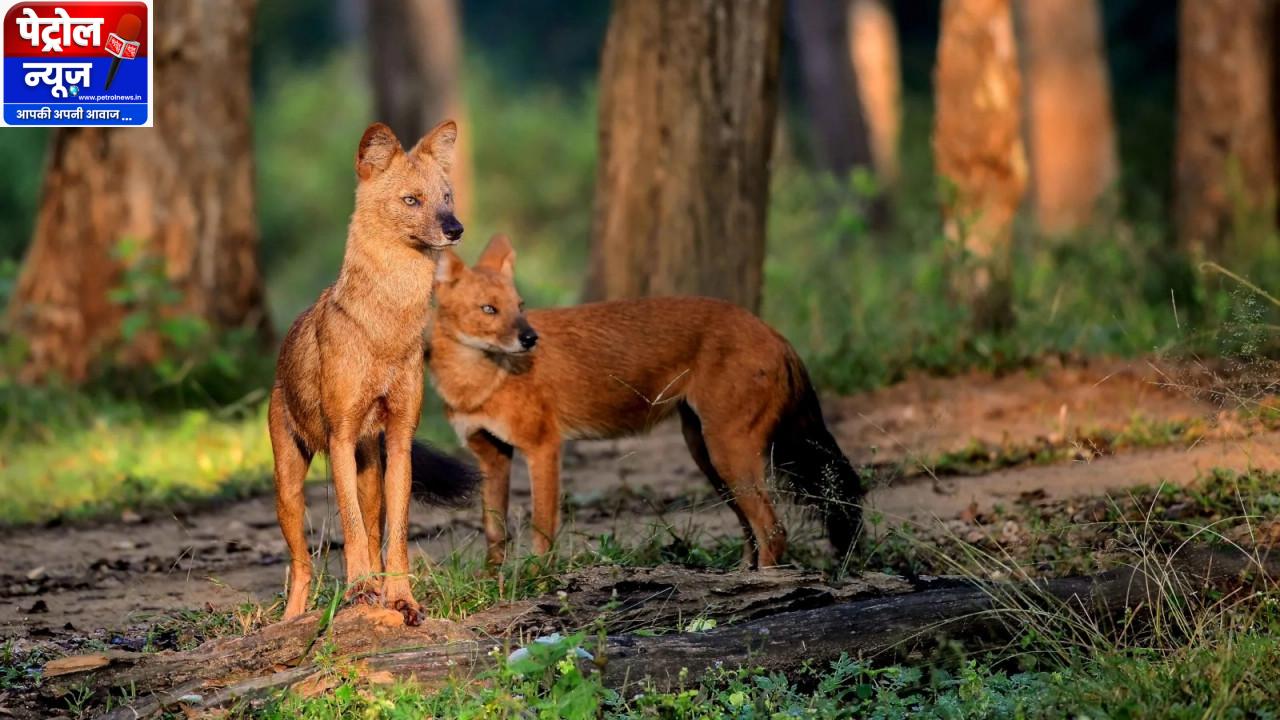 ’उदंती-सीतानदी टाइगर रिजर्व में दिखा दुर्लभ जंगली कुत्तों (ढोल) का झुंड’