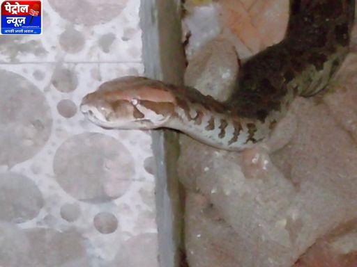 कटनी अजगर बचाव | रेस्टोरेंट में घुसा 8 फुट का सांप