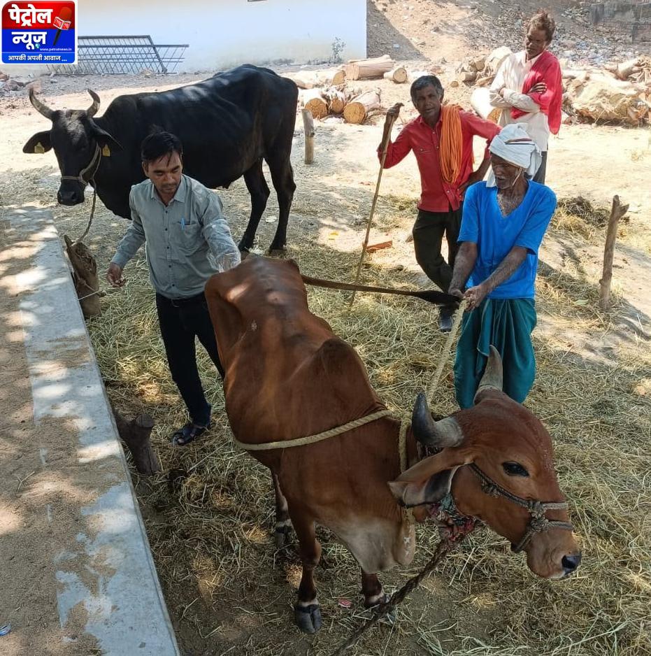 वैज्ञानिक पशुपालन से मिसाल बने धमतरी के धनऊ सोनकर – Aj Ki News