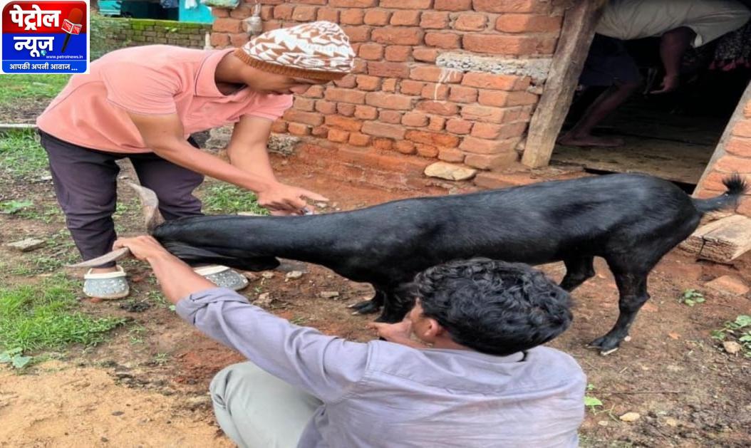 नारायणपुर का सुरक्षा कवच : 92 हजार टीकों से मुस्कुराया पशुधन, संवर रही ग्रामीण अर्थव्यवस्था