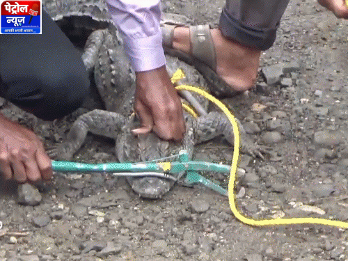 Mandsaur: 6-Foot Crocodile Enters Home in Narayanagarh