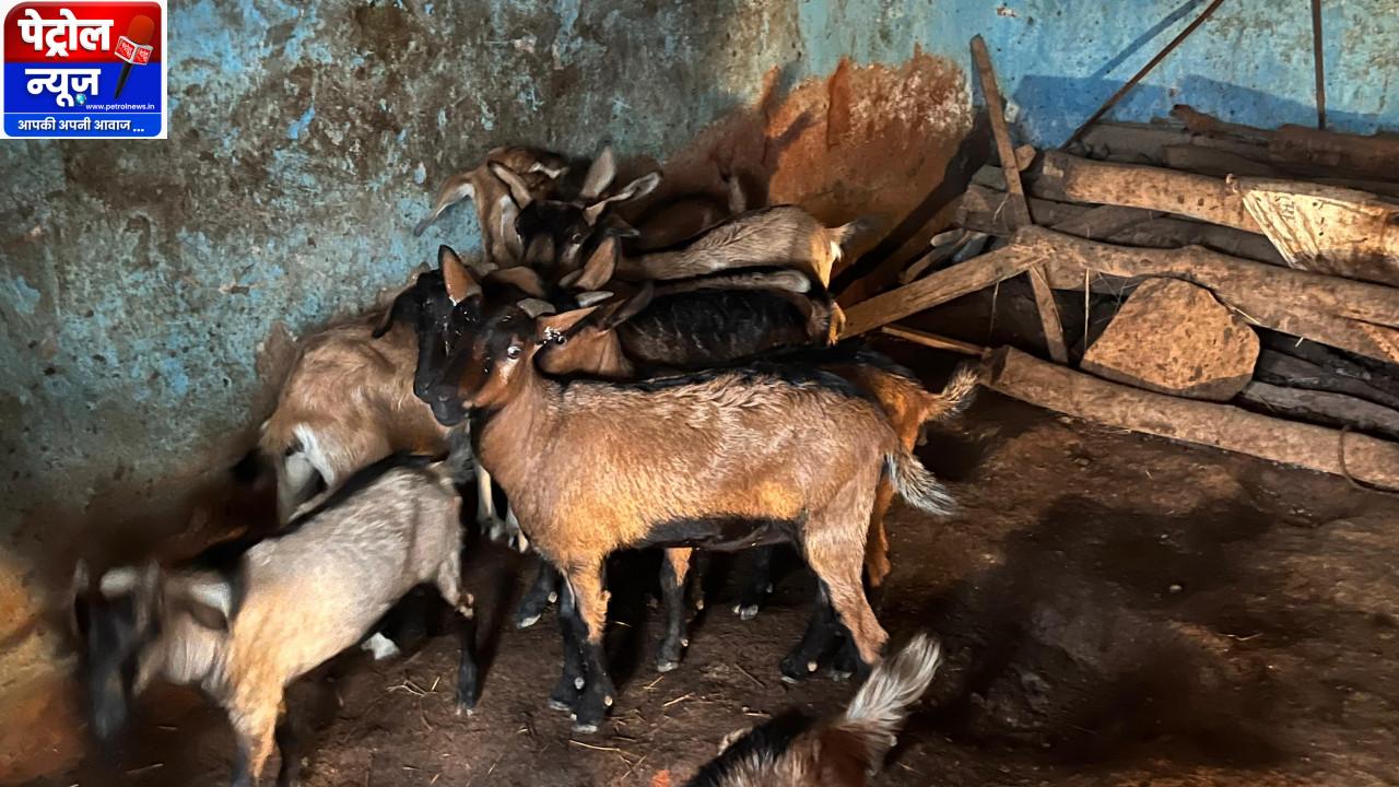 बिहान और प्रधानमंत्री मुद्रा योजना से सविता रजक के सपनों को मिले पंख, बकरी पालन से हर महीने कमा रहीं 10 हजार रुपये
